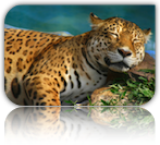 leosleep.png